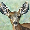 Little Fawn