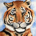 Cassie the Tiger