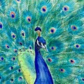 Peacock Colors
