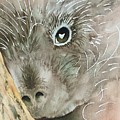 Porcupine Love